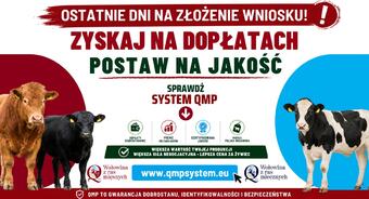 Ekoschemat „Dobrostan zwierząt”.  Dodatkowe pieniądze dla hodowców z QMP – tylko do 1 czerwca!